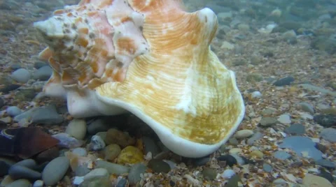 Conch shell underwater shot in the ocean water Stock-Footage 64043772