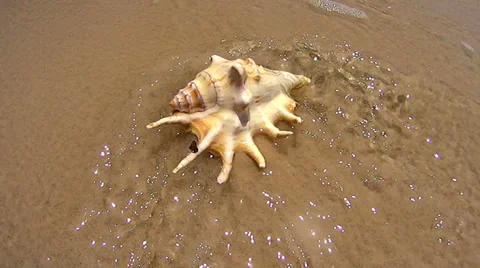 Conch Shell Washes In Stock Footage 35561180