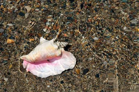 Conch shell in water Stock Photos
