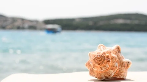 Conch shell with waves on the beach in Croatia - Trogir. Stock Footage 91802852