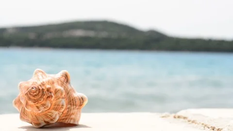 Conch shell with waves on the beach in Croatia - Trogir. Stock Footage 91802885