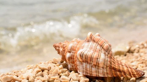 Conch shell with waves on the beach in Croatia - Trogir. Stock Footage 91802986