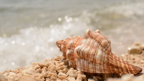 Conch shell with waves on the beach. Stock Footage 91802116