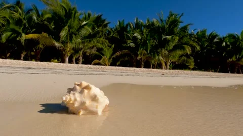 CONCH SHELL WITH WAVES ON BEACH Video stock 240410197