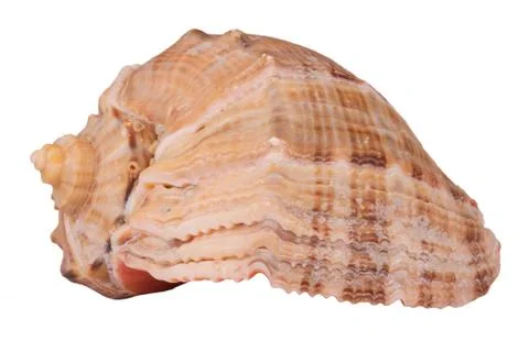 The Conch Shell On the white background Stock Photos