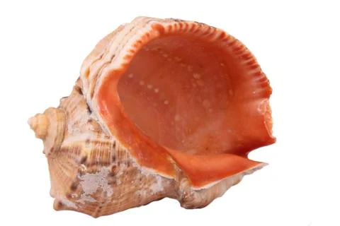 The Conch Shell On the white background Stock Photos