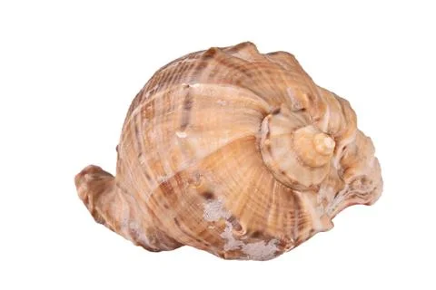 The Conch Shell On the white background Stock Photos