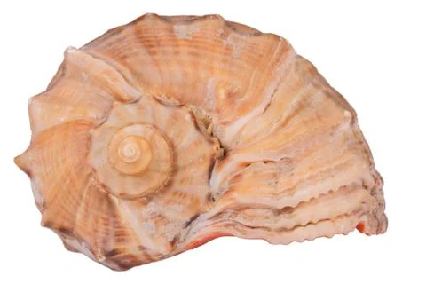 The Conch Shell On the white background Stock Photos