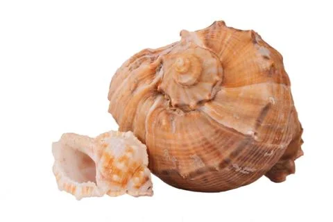 The Conch Shell On the white background Stock Photos