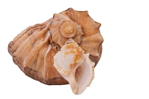 The Conch Shell On the white background Stock Photos
