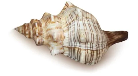Conch shell on white background. Vector Stock Illustration