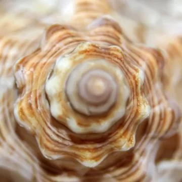 Conch shell on white background. Vector Stock Illustration