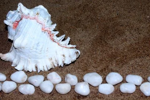 Conch shells and rock with sand background Stock-Fotos