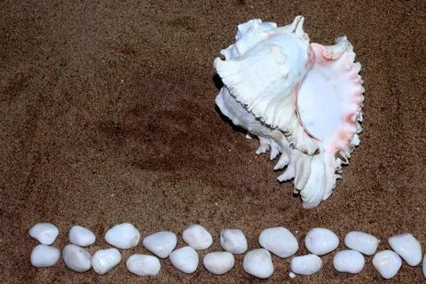 Conch shells and rock with sand background Stock Photos