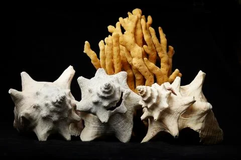 Conch Shells and Sponge Stock Photos