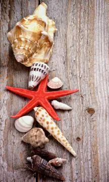 Conch shells and starfish Stock Photos