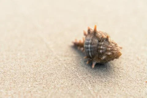 Conch shells are placed on the beach by the sea. Stock Photos