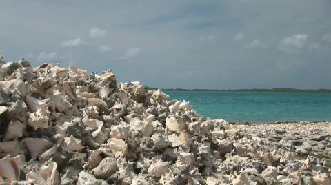Conch shells Stock Footage 94456
