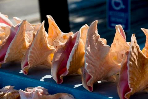 Conch shells in a group Foto stock