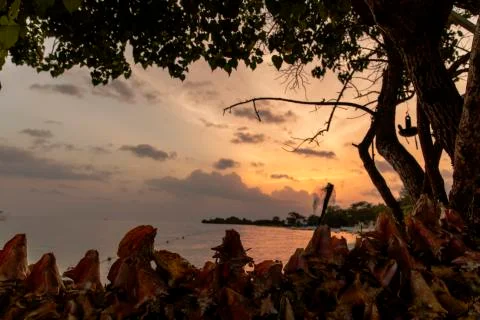 Conch Shells In Jamaica Stock Photos