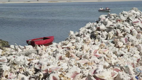 Conch shells litter the shore of the ocean with boats in the background Stock Footage 229208790