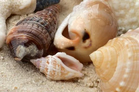 Conch Shells Stock Photos