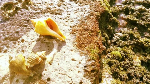 Conch Shells In Sea Beach Stock Footage 108934733