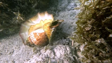 A conch skillfully flip itself over using its operculum. Stock Footage 276929919
