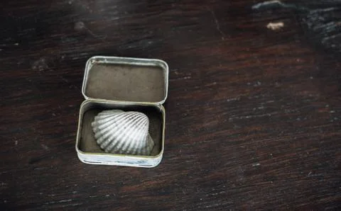 Conch in the small box on the old brown wooden table Stock Photos
