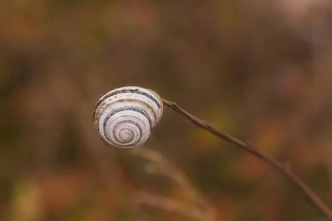 Conch snail on a branch on Stock Photos