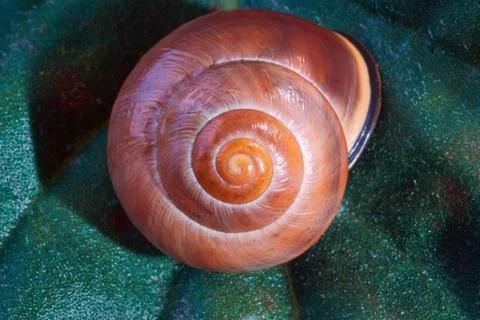 Conch snail on a leaf. Stock Photos