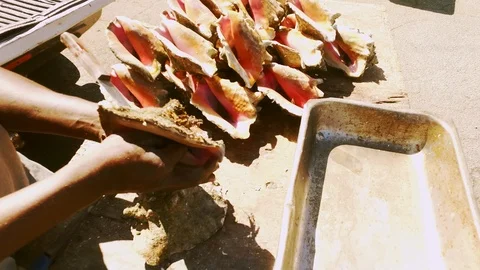 Conch Stand at Fish Marketplace Bazaar in Freeport, Grand Bahama, Bahamas Stock Footage 106205584