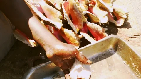 Conch Stand at Fish Marketplace Bazaar in Freeport, Grand Bahama, Bahamas Stock Footage 106205870