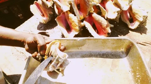 Conch Stand at Fish Marketplace Bazaar in Freeport, Grand Bahama, Bahamas Stock Footage 106205901