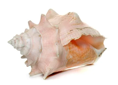 Conch in studio Stock Photos