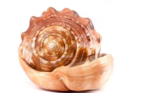 A conch on the white background Foto stock