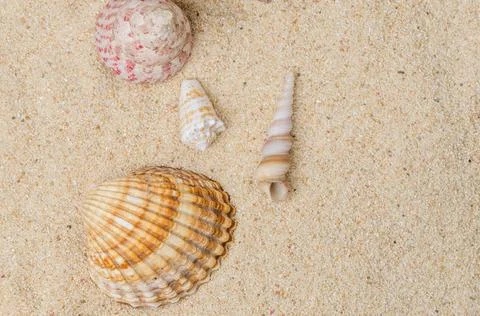 Conchs and shells Conchs and shells on the beach sand background. Copyrigh... Stock-Fotos