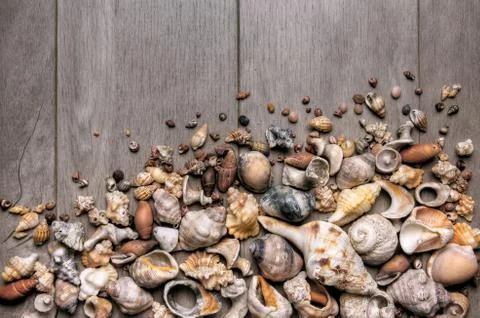 Conchs and shells Stock Photos