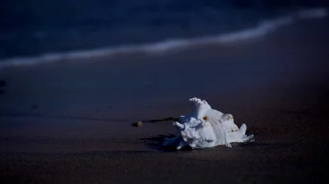 Conch，sea shell Video stock 53470665