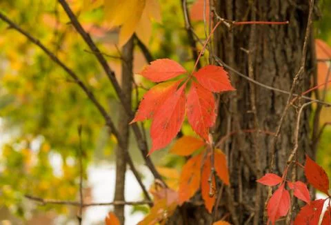 Concord Fall Tree 写真素材