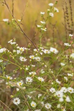 Concord Field Flowers 写真素材