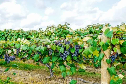Concord Grapes Foto stock