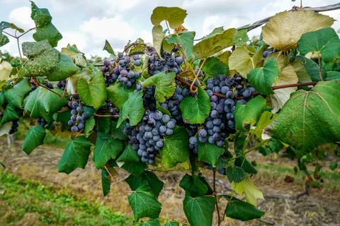 Concord Grapes Stock Photos