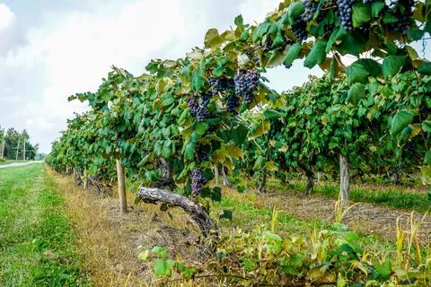 Concord Grapes Stock Photos