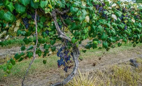 Concord Grapes Stock Photos