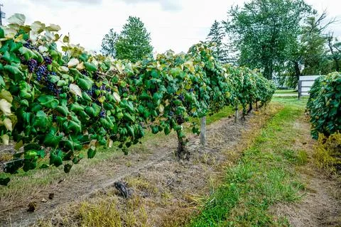 Concord Grapes Stock Photos
