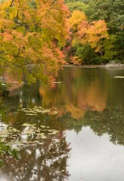 Concord Pond Foliage Stock Photos