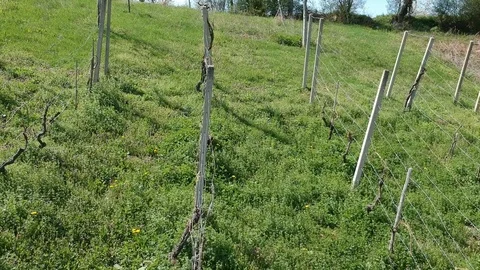 Concreate pillars in the vineyard Stock Footage 88818602