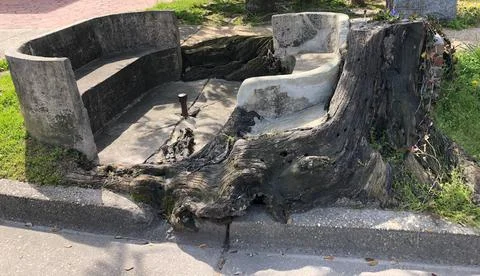 Concret bench on tree roots Stock Photos