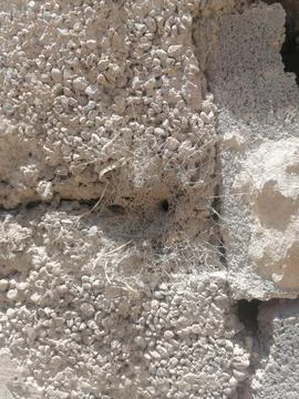 Concrete block wall is a bed for cobweb Stock Photos